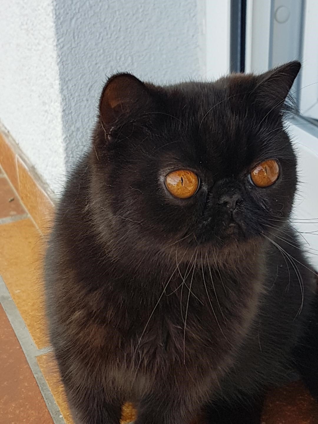 Pucci chatte Exotic Shorthair noir yeux cuivre / orange flamboyant