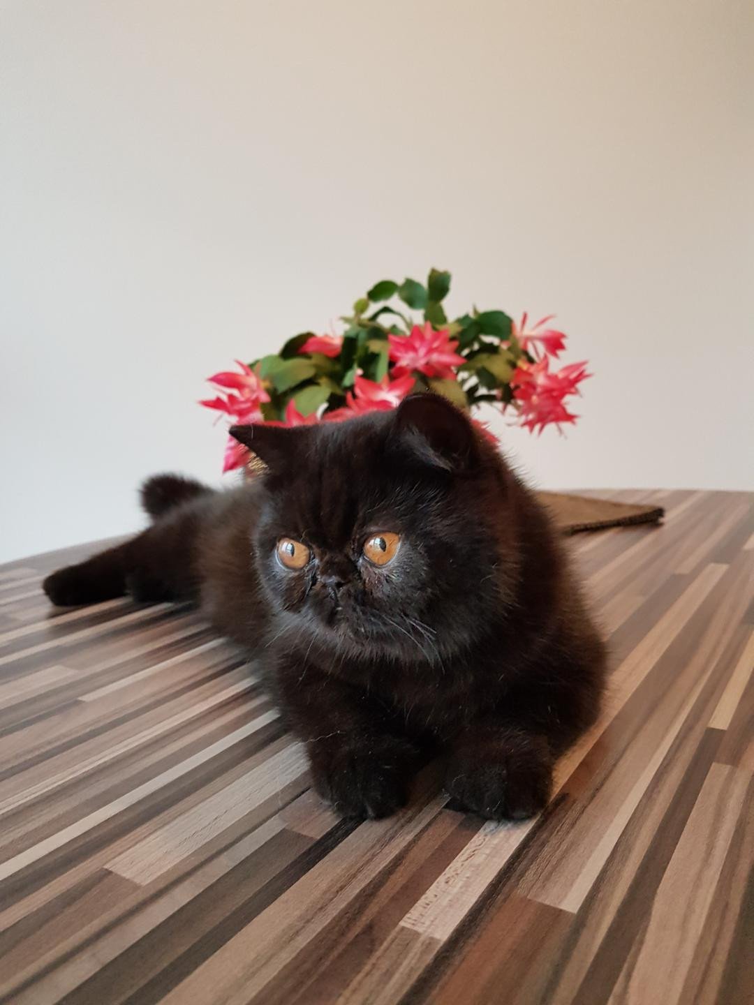 Pucci Chatte Exotic Shorthair Noir Yeux Cuivre Orange Flamboyant