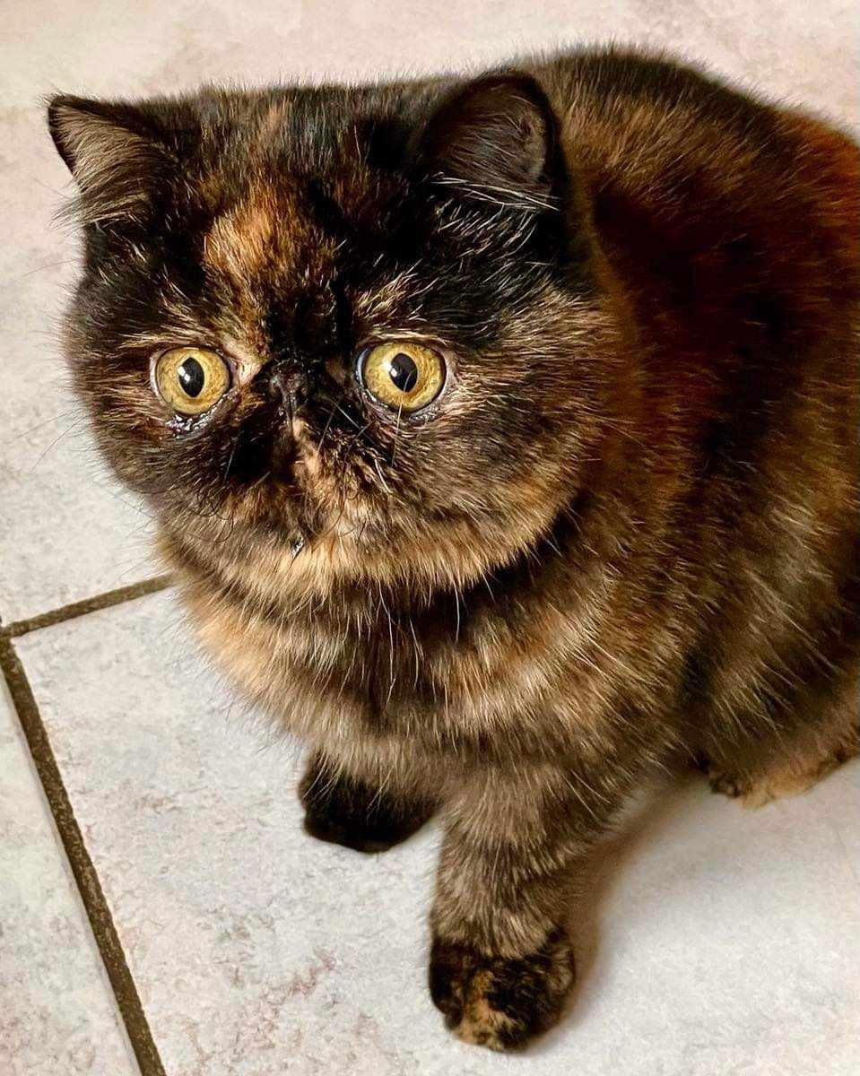 Sheyenn Chat Exotic Shorthair Haut Rhin Chatterie Katzarolli
