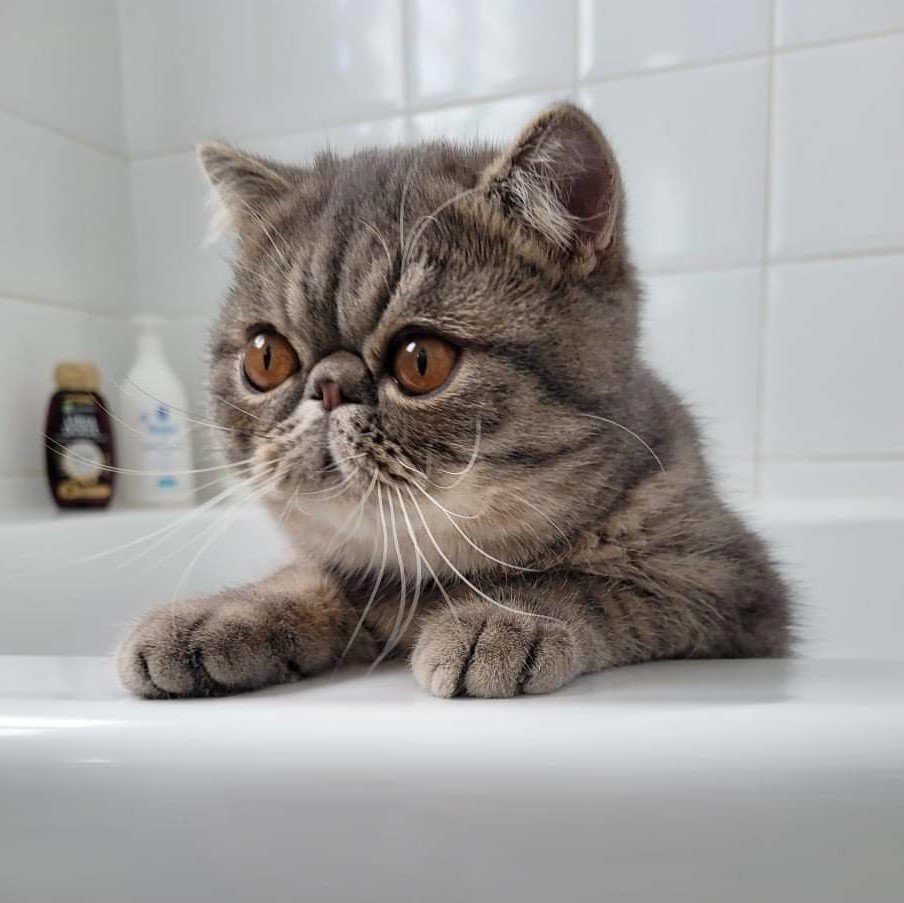 Socrate Katzarolli Male Exotic Shorthair Bleu Spotted Chatterie Persan Exotic Shorthair