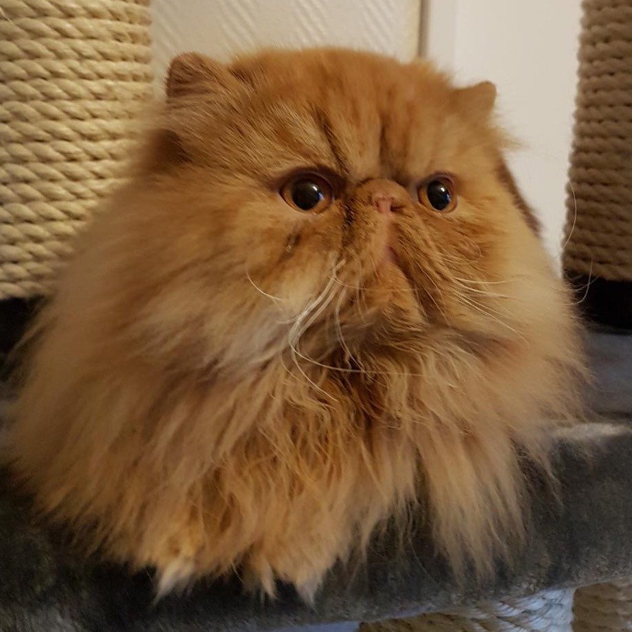 Maestro Chat Persan Haut Rhin Chatterie Katzarolli