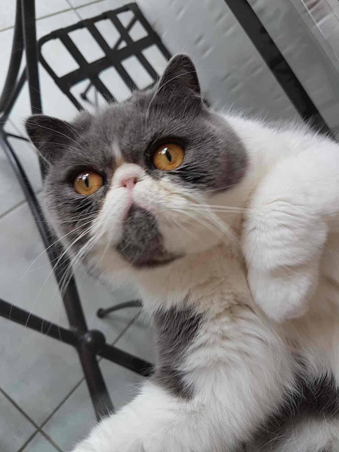 Mya Exotic Shorthair