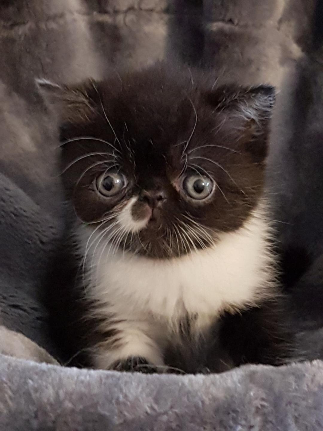 Othello chaton exotic shorthair noir et blanc