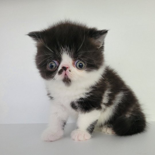 Tomy Mâle Exotic Shorthair