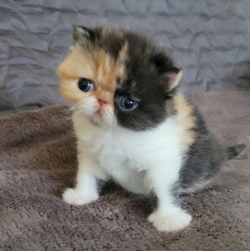 Tootsie Femelle Exotic Shorthair Tootsie Femelle Exotic Shorthair