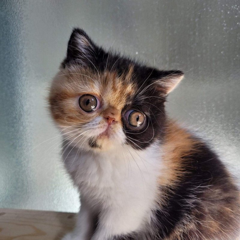 Tootsie Femelle Exotic Shorthair Tootsie Femelle Exotic Shorthair