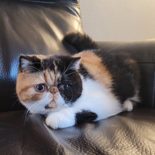 Tootsie Femelle Exotic Shorthair