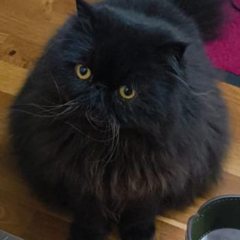 chaton Persan black Trésor Chatterie Katzarolli