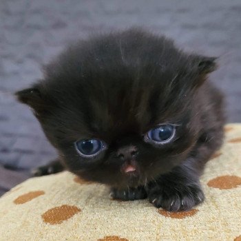 chaton Persan black Trésor Chatterie Katzarolli chaton Persan black Trésor Chatterie Katzarolli