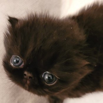 chaton Persan black Trésor Chatterie Katzarolli chaton Persan black Trésor Chatterie Katzarolli