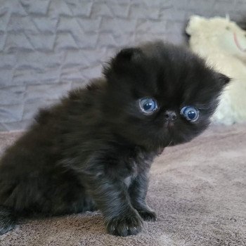 chaton Persan black Trésor Chatterie Katzarolli chaton Persan black Trésor Chatterie Katzarolli
