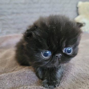 chaton Persan black Trésor Chatterie Katzarolli chaton Persan black Trésor Chatterie Katzarolli