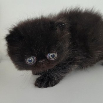 chaton Persan black Trésor Chatterie Katzarolli chaton Persan black Trésor Chatterie Katzarolli