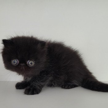 chaton Persan black Trésor Chatterie Katzarolli chaton Persan black Trésor Chatterie Katzarolli