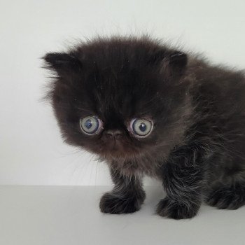 chaton Persan black Trésor Chatterie Katzarolli chaton Persan black Trésor Chatterie Katzarolli