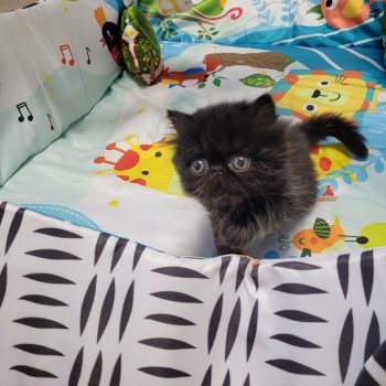 chaton Persan black Trésor Chatterie Katzarolli chaton Persan black Trésor Chatterie Katzarolli