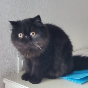 chaton Persan black Trésor Chatterie Katzarolli chaton Persan black Trésor Chatterie Katzarolli