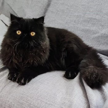 chaton Persan black Trésor Chatterie Katzarolli chaton Persan black Trésor Chatterie Katzarolli