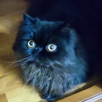 chaton Persan black Trésor Chatterie Katzarolli chaton Persan black Trésor Chatterie Katzarolli