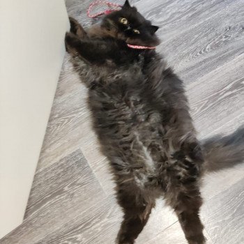 chaton Persan black Trésor Chatterie Katzarolli chaton Persan black Trésor Chatterie Katzarolli
