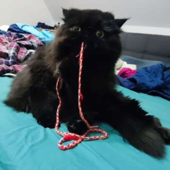 chaton Persan black Trésor Chatterie Katzarolli chaton Persan black Trésor Chatterie Katzarolli