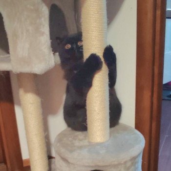 chaton Persan black Trésor Chatterie Katzarolli chaton Persan black Trésor Chatterie Katzarolli