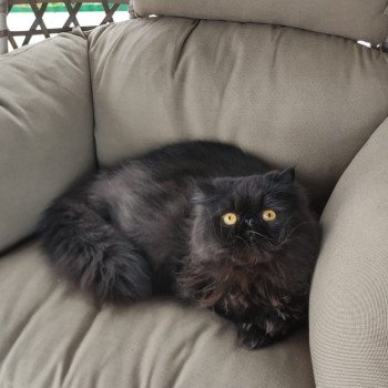 chaton Persan black Trésor Chatterie Katzarolli chaton Persan black Trésor Chatterie Katzarolli