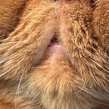 chaton Exotic Shorthair red Texane Chatterie Katzarolli
