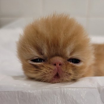 chaton Exotic Shorthair red Chatterie Katzarolli