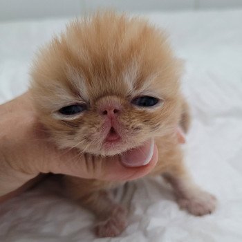 chaton Exotic Shorthair red Chatterie Katzarolli