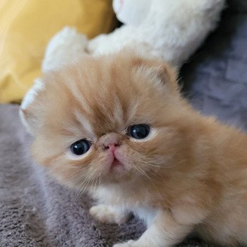 chaton Exotic Shorthair red Texane Chatterie Katzarolli