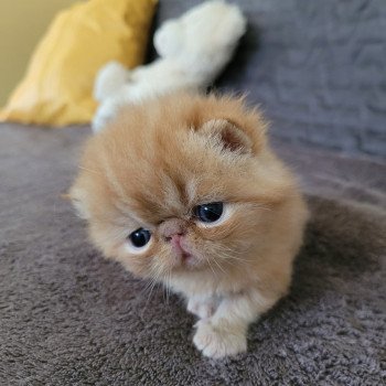 chaton Exotic Shorthair red Texane Chatterie Katzarolli