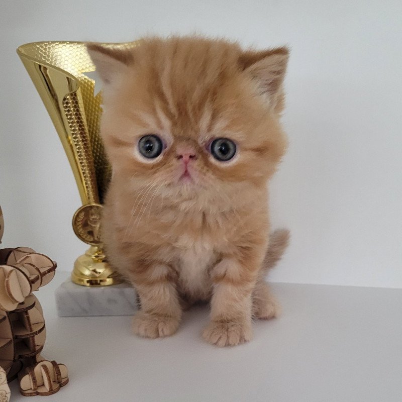 Texane Femelle Exotic Shorthair