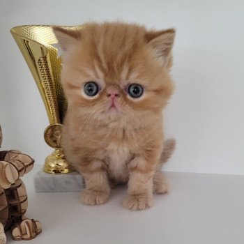 chaton Exotic Shorthair red Texane Chatterie Katzarolli