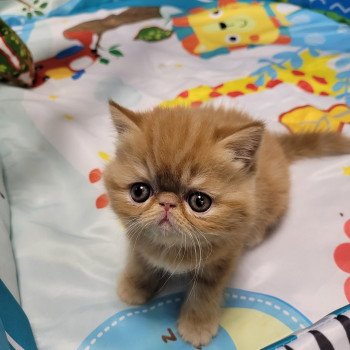 chaton Exotic Shorthair red Texane Chatterie Katzarolli