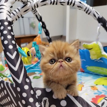 chaton Exotic Shorthair red Texane Chatterie Katzarolli