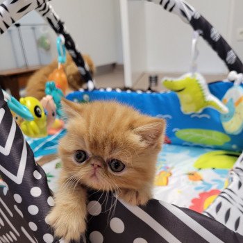 chaton Exotic Shorthair red Texane Chatterie Katzarolli