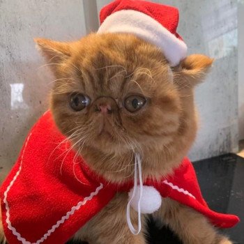 chaton Exotic Shorthair red Texane Chatterie Katzarolli