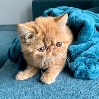 chaton Exotic Shorthair red Texane Chatterie Katzarolli