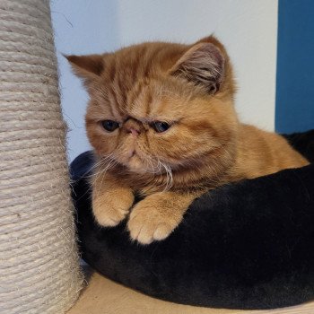 chaton Exotic Shorthair red Texane Chatterie Katzarolli