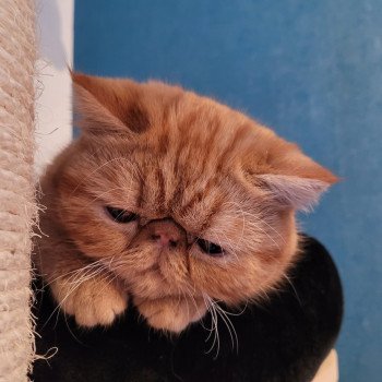 chaton Exotic Shorthair red Texane Chatterie Katzarolli