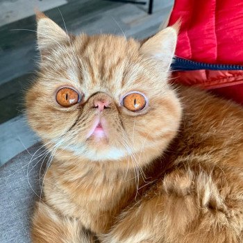 chaton Exotic Shorthair red Texane Chatterie Katzarolli