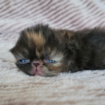 chaton Persan black tortie Chatterie Katzarolli