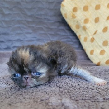 chaton Persan black tortie Chatterie Katzarolli chaton Persan black tortie Chatterie Katzarolli