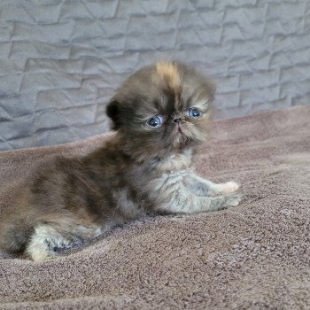 chaton Persan black tortie Tara Chatterie Katzarolli chaton Persan black tortie Tara Chatterie Katzarolli