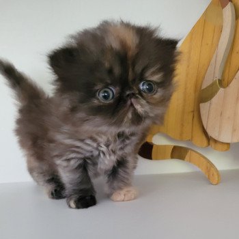 chaton Persan black tortie Thaïs Chatterie Katzarolli chaton Persan black tortie Thaïs Chatterie Katzarolli
