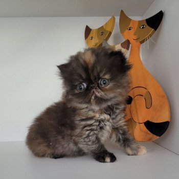 chaton Persan black tortie Thaïs Chatterie Katzarolli chaton Persan black tortie Thaïs Chatterie Katzarolli