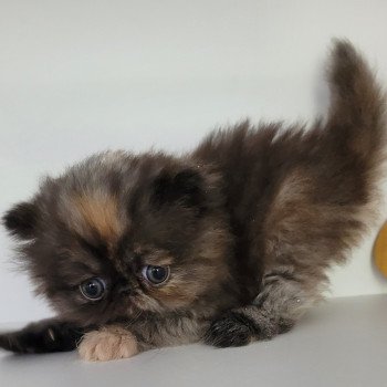 chaton Persan black tortie Thaïs Chatterie Katzarolli chaton Persan black tortie Thaïs Chatterie Katzarolli