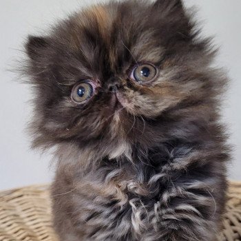 chaton Persan black tortie Thaïs Chatterie Katzarolli chaton Persan black tortie Thaïs Chatterie Katzarolli
