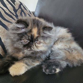 chaton Persan black tortie Thaïs Chatterie Katzarolli